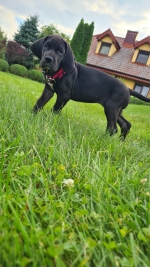 vom Trojangold, hodowla Owczarków Niemieckich Długowłosych