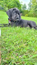 vom Trojangold, hodowla Owczarków Niemieckich Długowłosych