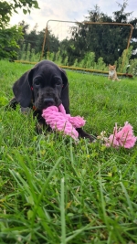 vom Trojangold, hodowla Owczarków Niemieckich Długowłosych