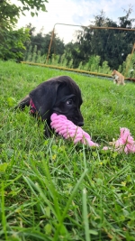 vom Trojangold, hodowla Owczarków Niemieckich Długowłosych