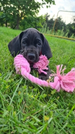 vom Trojangold, hodowla Owczarków Niemieckich Długowłosych