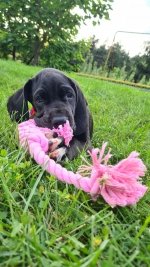 vom Trojangold, hodowla Owczarków Niemieckich Długowłosych