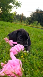 vom Trojangold, hodowla Owczarków Niemieckich Długowłosych