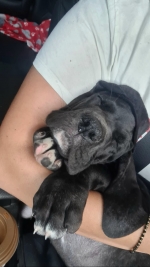 vom Trojangold, hodowla Owczarków Niemieckich Długowłosych