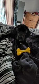 vom Trojangold, hodowla Owczarków Niemieckich Długowłosych