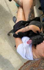 vom Trojangold, hodowla Owczarków Niemieckich Długowłosych