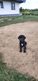 vom Trojangold, hodowla Owczarków Niemieckich Długowłosych