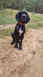 vom Trojangold, hodowla Owczarków Niemieckich Długowłosych