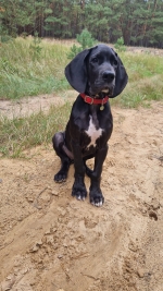 vom Trojangold, hodowla Owczarków Niemieckich Długowłosych