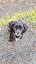 vom Trojangold, hodowla Owczarków Niemieckich Długowłosych