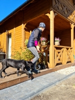 vom Trojangold, hodowla Owczarków Niemieckich Długowłosych