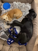 vom Trojangold, hodowla Owczarków Niemieckich Długowłosych