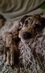 vom Trojangold, hodowla Owczarków Niemieckich Długowłosych