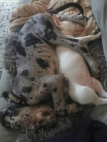 vom Trojangold, hodowla Owczarków Niemieckich Długowłosych