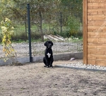 vom Trojangold, hodowla Owczarków Niemieckich Długowłosych