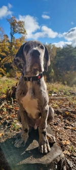 vom Trojangold, hodowla Owczarków Niemieckich Długowłosych