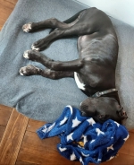 vom Trojangold, hodowla Owczarków Niemieckich Długowłosych