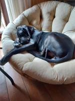 vom Trojangold, hodowla Owczarków Niemieckich Długowłosych