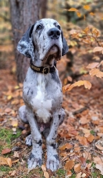 vom Trojangold, hodowla Owczarków Niemieckich Długowłosych