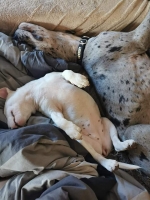 vom Trojangold, hodowla Owczarków Niemieckich Długowłosych