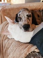 vom Trojangold, hodowla Owczarków Niemieckich Długowłosych