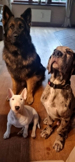 vom Trojangold, hodowla Owczarków Niemieckich Długowłosych