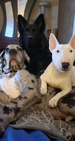 vom Trojangold, hodowla Owczarków Niemieckich Długowłosych