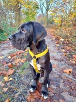 vom Trojangold, hodowla Owczarków Niemieckich Długowłosych