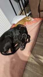 vom Trojangold, hodowla Owczarków Niemieckich Długowłosych