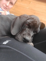 vom Trojangold, hodowla Owczarków Niemieckich Długowłosych