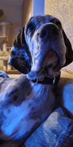 vom Trojangold, hodowla Owczarków Niemieckich Długowłosych