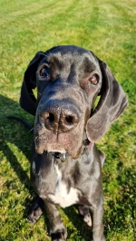 vom Trojangold, hodowla Owczarków Niemieckich Długowłosych