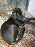 vom Trojangold, hodowla Owczarków Niemieckich Długowłosych