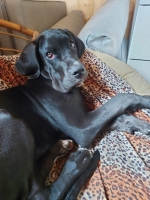 vom Trojangold, hodowla Owczarków Niemieckich Długowłosych