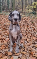 vom Trojangold, hodowla Owczarków Niemieckich Długowłosych