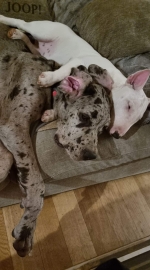 vom Trojangold, hodowla Owczarków Niemieckich Długowłosych