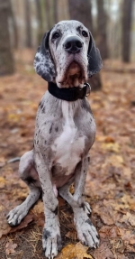 vom Trojangold, hodowla Owczarków Niemieckich Długowłosych