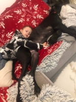 vom Trojangold, hodowla Owczarków Niemieckich Długowłosych