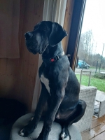 vom Trojangold, hodowla Owczarków Niemieckich Długowłosych