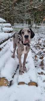 vom Trojangold, hodowla Owczarków Niemieckich Długowłosych