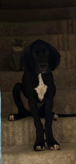 vom Trojangold, hodowla Owczarków Niemieckich Długowłosych