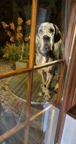 vom Trojangold, hodowla Owczarków Niemieckich Długowłosych