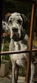 vom Trojangold, hodowla Owczarków Niemieckich Długowłosych