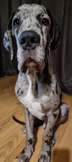 vom Trojangold, hodowla Owczarków Niemieckich Długowłosych