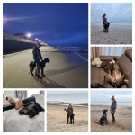 vom Trojangold, hodowla Owczarków Niemieckich Długowłosych