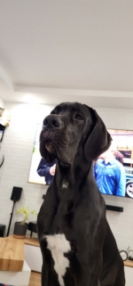 vom Trojangold, hodowla Owczarków Niemieckich Długowłosych