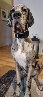 vom Trojangold, hodowla Owczarków Niemieckich Długowłosych