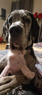 vom Trojangold, hodowla Owczarków Niemieckich Długowłosych