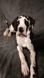 vom Trojangold, hodowla Owczarków Niemieckich Długowłosych