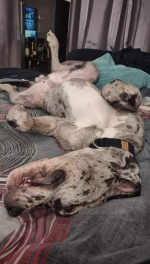 vom Trojangold, hodowla Owczarków Niemieckich Długowłosych